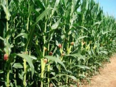 玉米地里種西瓜：一場土地與陽光的浪漫共謀